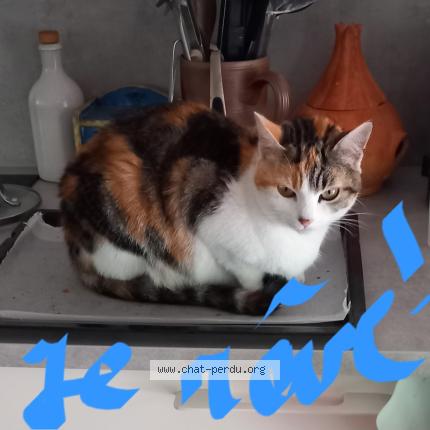 Photo 1/1 Doudie Chat lost in Plougasnou