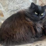 Picture of cat lost at Aubin Neufchateau