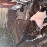 Picture of cat found at Macon