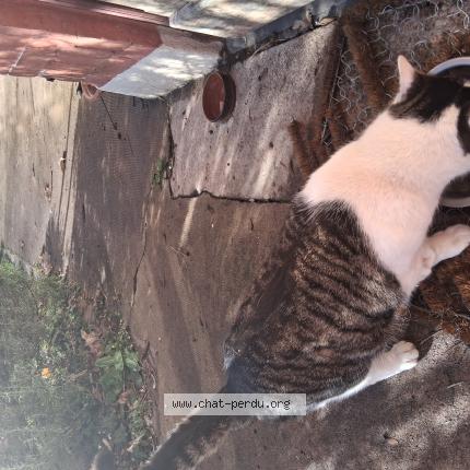 Photo 1/1 Found cat Found in Macon