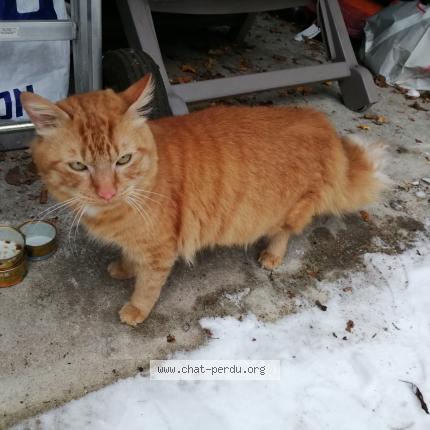 Photo 1/1 Found cat Found in Montigny le bretonneux