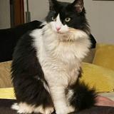 Picture of cat lost at Tossa De Mar