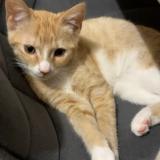 Picture of cat lost at Saint Andre Lez Lille