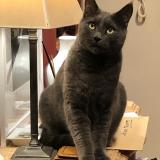 Picture of cat lost at Boulogne Billancourt