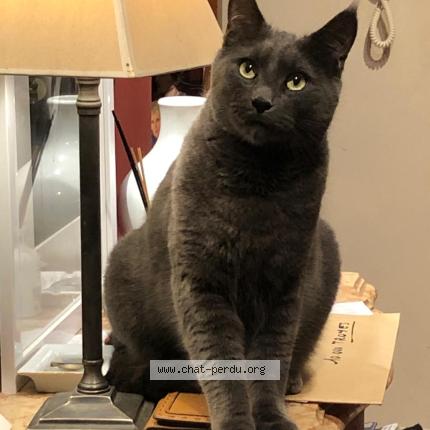 Photo 1/1 Grizou Chat lost in Boulogne billancourt