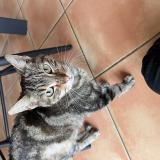 Picture of cat found at Piolenc