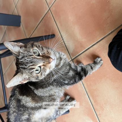 Photo 1/1 Found cat Found in Piolenc