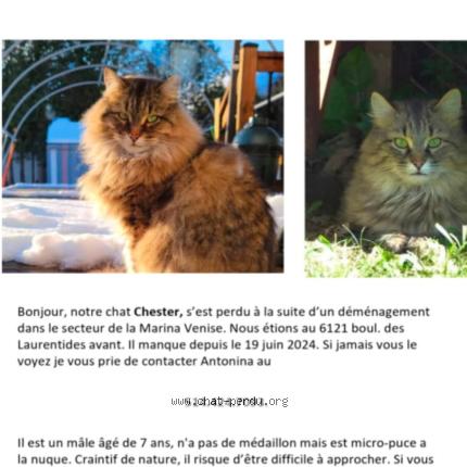 Photo 1/1 Chester Chat lost in Laval
