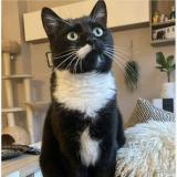 Picture of cat lost at Flemalle