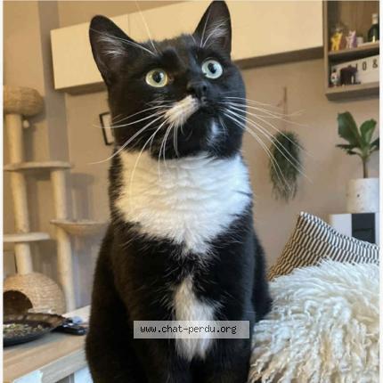 Photo 1/1 Rio Chat lost in Flemalle