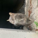 Picture of cat found at Toulouse