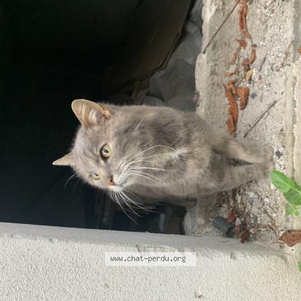 Photo 1/1 Found cat Found in Toulouse