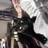 Picture of cat lost at Pont Saint Martin