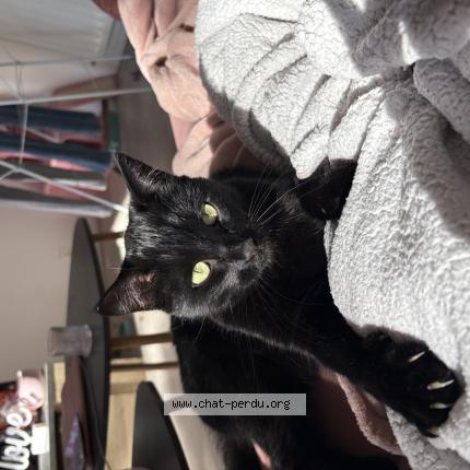 Photo 1/1 Woody Chat lost in Pont saint martin