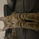 Picture of cat found at Saint Denis