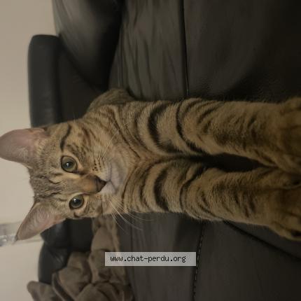 Photo 1/1 Found cat Found in Saint denis