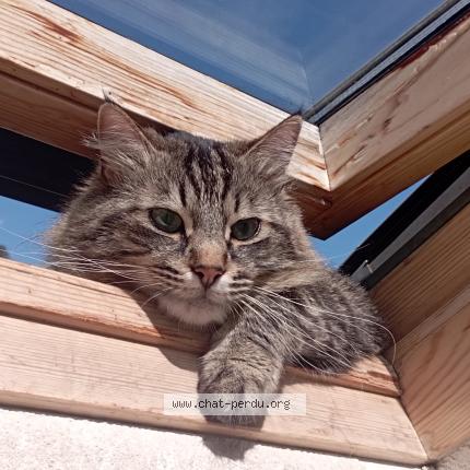 Photo 1/1 Boubouille Gaumet Chat lost in Claix