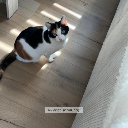 Photo 1/1 Nesquik Chat lost in La louviere