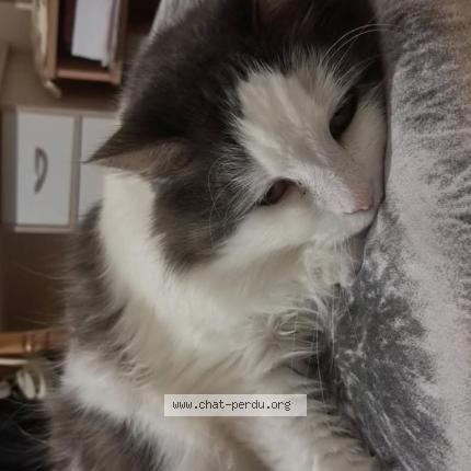 Photo 1/1 Curly Chat lost in Parthenay de bretagne