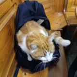 Picture of cat lost at Quettehou