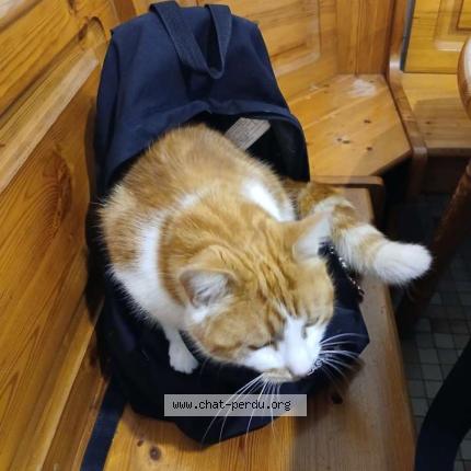 Photo 1/1 Bébé Chat lost in Quettehou