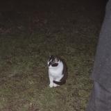 Picture of cat found at Duingt