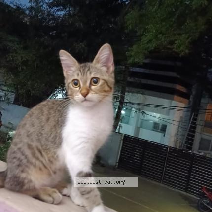 Photo 1/1 SUMBUL Chat lost in Chennai