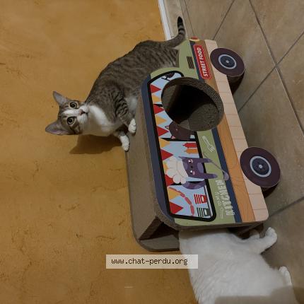 Photo 1/1 Nobu Chat lost in Vaulx milieu