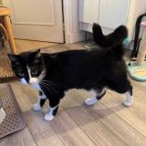 Picture of cat lost at Paris