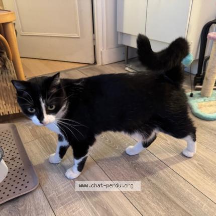 Photo 1/1 Ulysse Chat lost in Paris