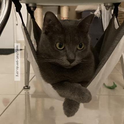 Photo 1/1 Plume Chat lost in Saint pryve saint mesmin