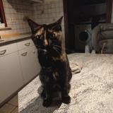 Picture of cat lost at Everberg Kortenberg