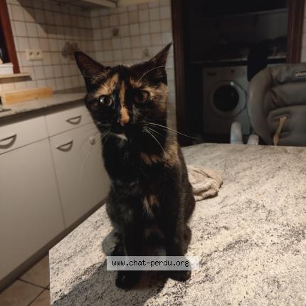 Photo 1/4 Gaia Chat lost in Everberg kortenberg