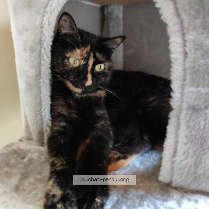 Photo 2/4 Gaia Chat lost in Everberg kortenberg