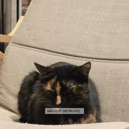 Photo 3/4 Gaia Chat lost in Everberg kortenberg