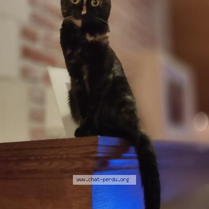 Photo 4/4 Gaia Chat lost in Everberg kortenberg