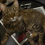 Picture of cat found at Drancy