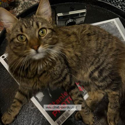 Photo 1/1 Found cat Found in Drancy