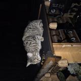 Picture of cat found at Asnieres Sur Seine