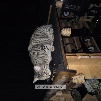 Photo 1/1 Found cat Found in Asnieres sur seine