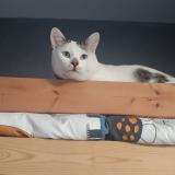 Picture of cat lost at Vitrolles