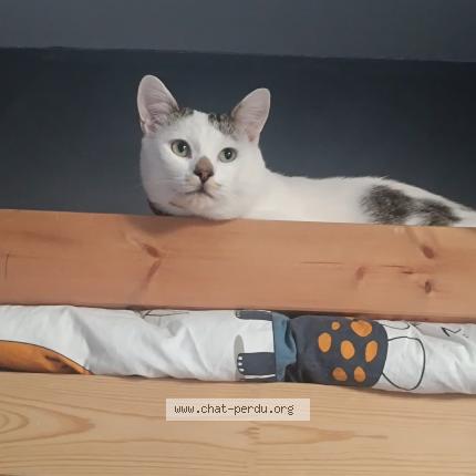 Photo 1/1 Didi Chat lost in Vitrolles