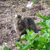 Picture of cat lost at Louvain La Neuve