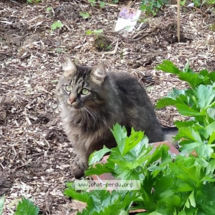 Photo 1/1 Plum Chat lost in Louvain la neuve