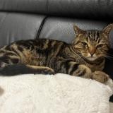 Picture of cat lost at Illkirch Graffenstaden