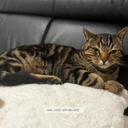 Photo 1/1 Salem Chat lost in Illkirch graffenstaden