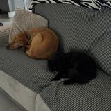 Picture of cat lost at Ramous