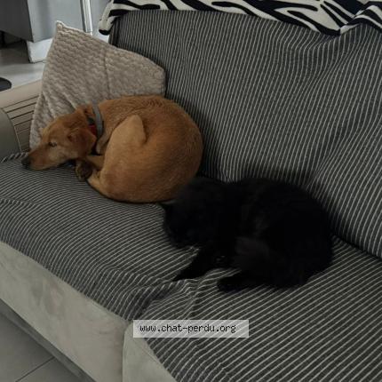 Photo 1/1 Orea Chat lost in Ramous