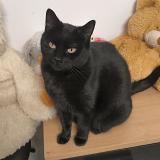 Picture of cat lost at Aureilhan