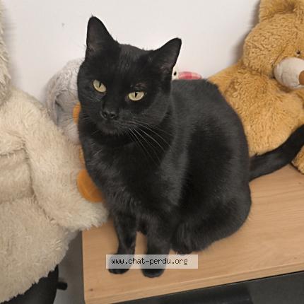 Photo 1/1 Cat reunited Lost in Aureilhan